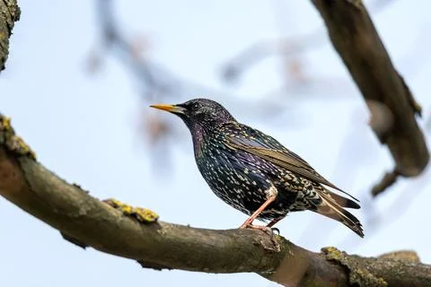 Starling sitting on a tree Stock Photos