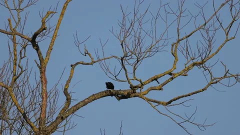 Starling sitting in a tree scratching its head, 4K slomo Video stock 175970717