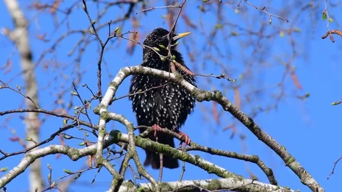 Starling sitting in the tree sing and clean her feathers, spring Stock Footage 116164161