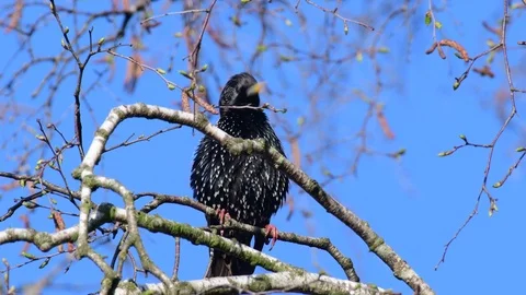 Starling sitting in the tree singing and clean her feathers, spring Stock Footage 116164257