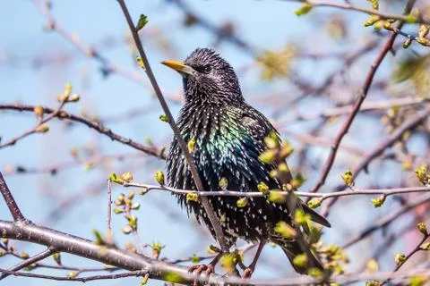Starling spring Stock Photos