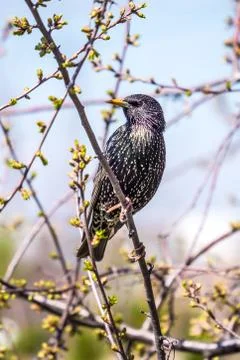 Starling spring Stock Photos