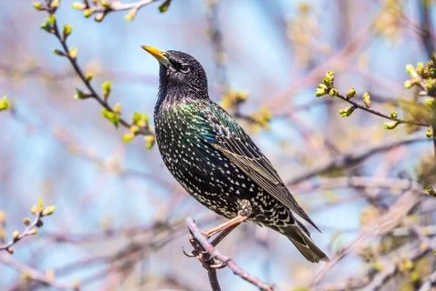 Starling spring Stock Photos