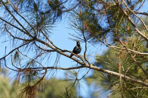 Starling standing on a pine branch Stock Photos