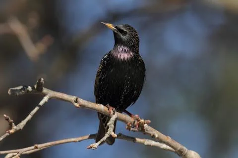 Starling on stump Stock Photos