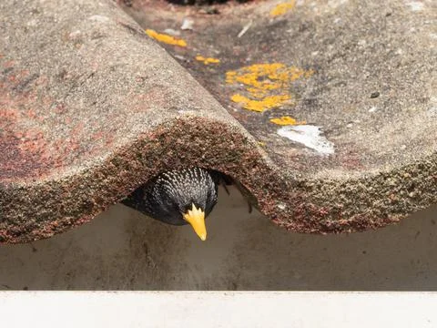 A starling (sturnus vulgaris) pokes its head from its nest site under roof tiles Stock Photos