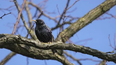 Starling in the sun, close-up, 4K slomo Stock Footage 176234306