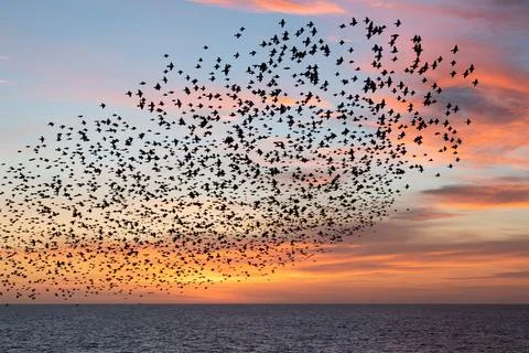 Starling sunset Stock Photos