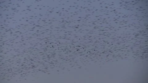 Starling Swarm CU Stock Footage 57676548