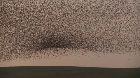 Starling swarm at dusk Stock Footage 57676573