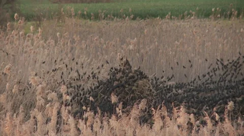 Starling Swarm  Stock Footage 46697051