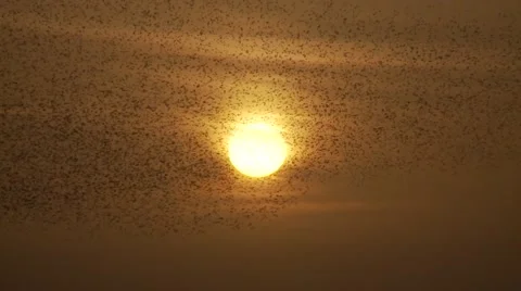 Starling swarm over sunset Stock Footage 57631533