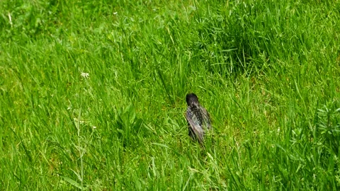 The starling takes ant baths in the grass. Vídeo Stock 154204320