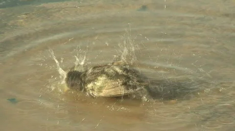 Starling taking a bath in a pool of water. HD 1080i Stock Footage 65985