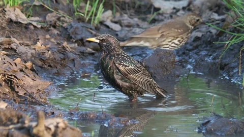 Starling taking a bath, song thrush gather nesting material Stock Footage 308518187