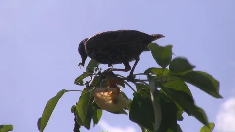 Starling on top of apple-tree catching wasp Vídeo Stock 93247859