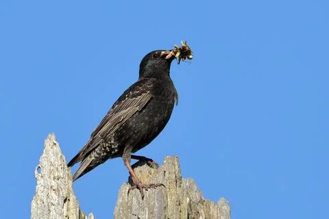 Starling on tree with beak full of insects. Stock Photos