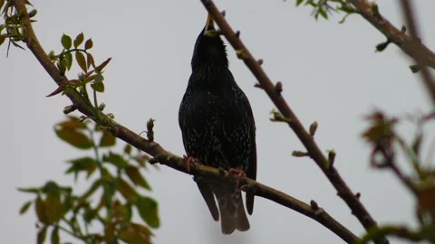 Starling on a tree branch in the early evening Stock Footage 132741963