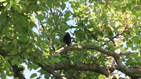 Starling on tree branch Stock Footage 80599630