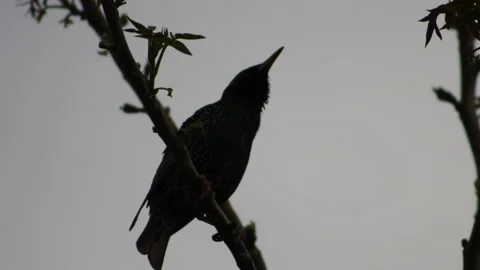 Starling on a tree branch at night. Stock Footage 133452420