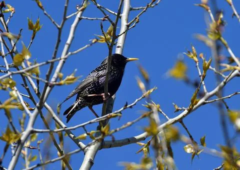 Starling on a tree branch. Stock-Fotos