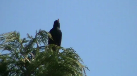 Starling in tree 스톡 동영상 402008
