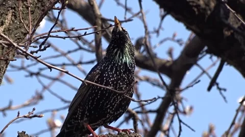 Starling on a tree Video stock 49078903