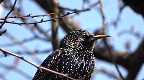 Starling on a tree Video stock 49078947