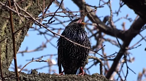 Starling on a tree Stock Footage 49078956