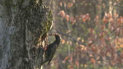 Starling at a tree hollow with nesting material Stock Footage 268979160