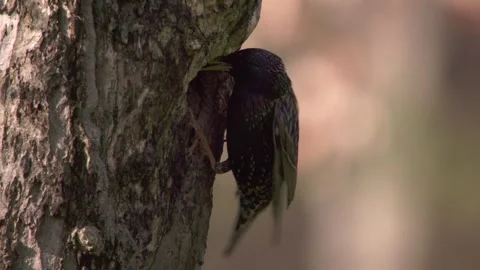 Starling at a tree hollow in spring (breeding season) Stock Footage 268050742