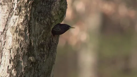 Starling at a tree hollow in spring Stock Footage 268050774