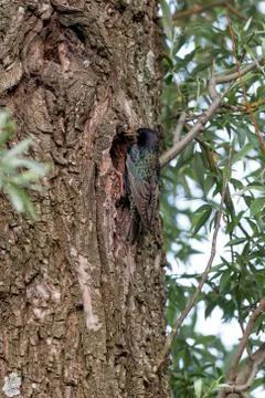 Starling on the tree Foto stock