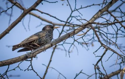 Starling on the tree. Stock Photos