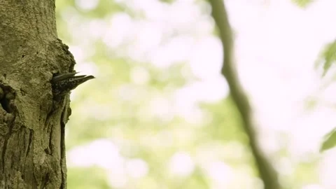 Starling visiting his nest in a tree; Germany Stock Footage 264640103