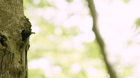 Starling visiting his nest in a tree; Germany Stock Footage 264640299