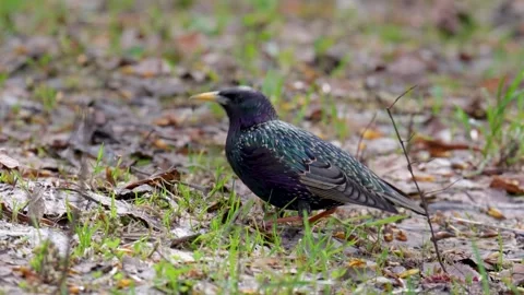 Starling walking on the grass in spring close-up Stock Footage 304817934