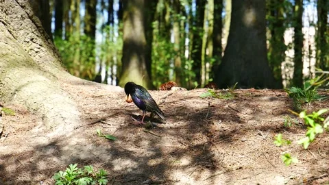 The starling walks in the forest. 動画素材 153804589