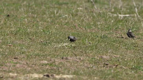 A starling in the wildlife Stock Footage 176963184