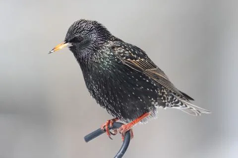 Starling in winter Stock Photos