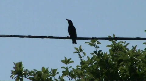 Starling on wire Stock Footage
