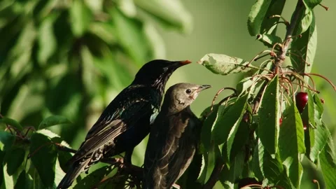 Starling with young eats cherry Stock Footage 310232952