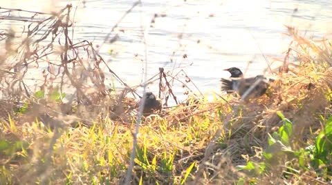 Starling6,Bird,Flock Stock Footage 22671330