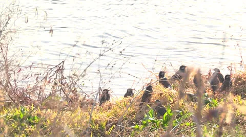 Starling8,Bird,Flock Stock Footage