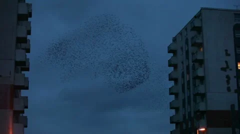 Starlings 0002 Stock Footage 10588047