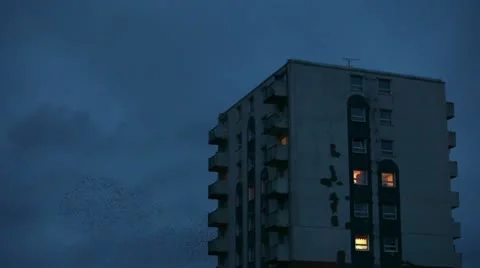 Starlings 0003 Stock Footage 10588102