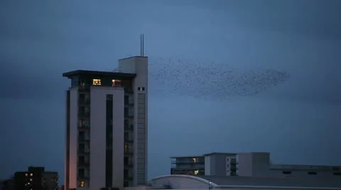 Starlings 0027 Stock Footage 10680155