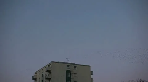 Starlings 0038 2 Stock Footage 10680655