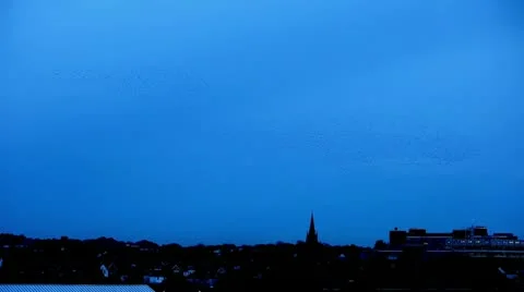 Starlings 0102 01 over rooftops Stock Footage