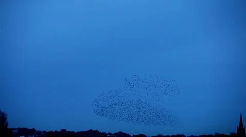 Starlings 0102 03B Stock Footage 22222337